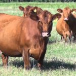 Ureaplasma diversum en vacas con vulvovaginitis en Argentina